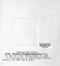 Mniaecia jungermanniae image